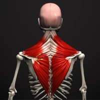 Anatomy by Muscle & Motion